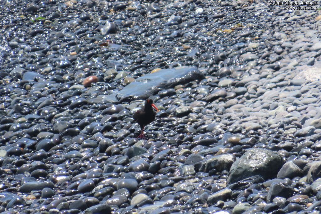 African Oystercatcher