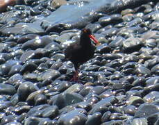 African Oystercatcher