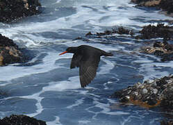 African Oystercatcher