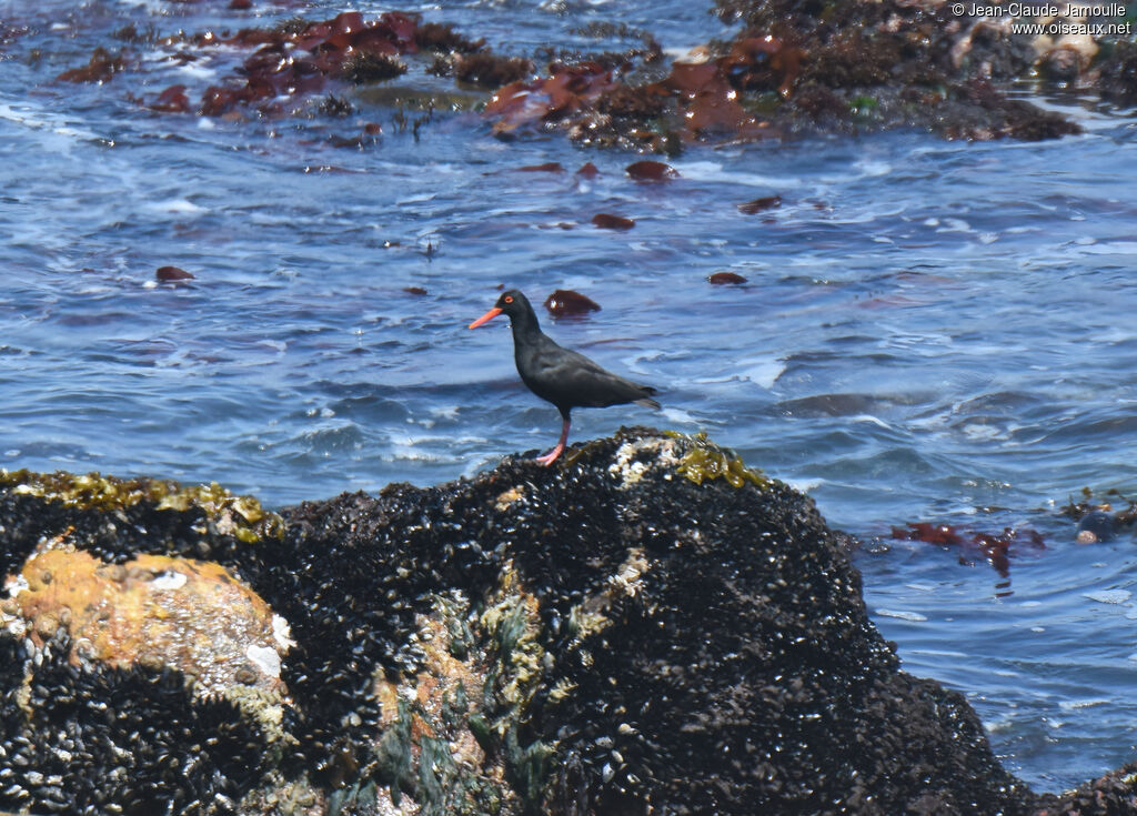 African Oystercatcher