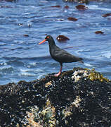 African Oystercatcher