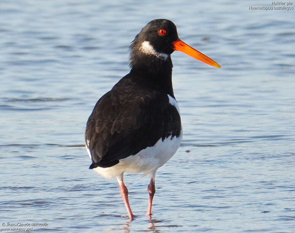 Eurasian Oystercatcher