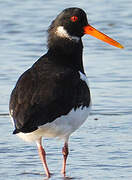 Eurasian Oystercatcher