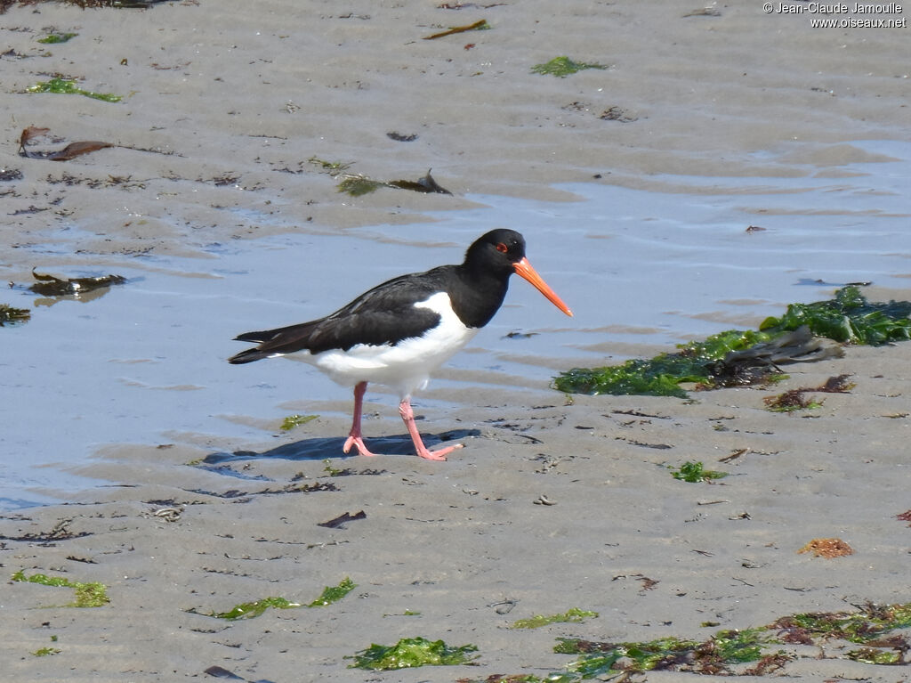 Eurasian Oystercatcher