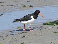 Eurasian Oystercatcher