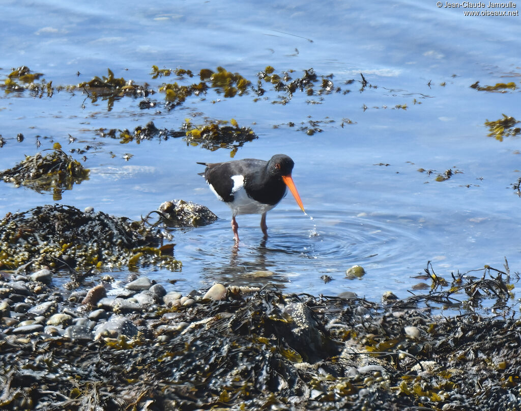 Eurasian Oystercatcher