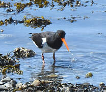 Eurasian Oystercatcher