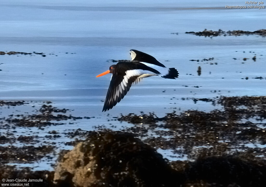 Eurasian Oystercatcher, Flight