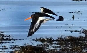 Eurasian Oystercatcher