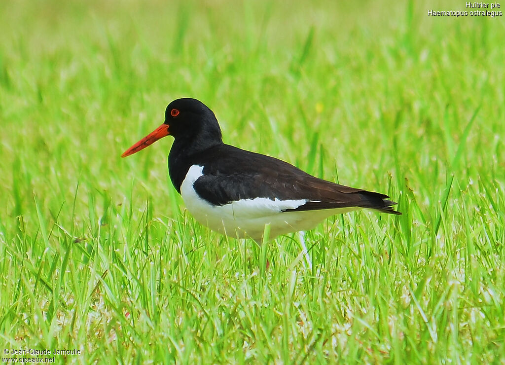 Eurasian Oystercatcheradult breeding