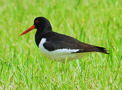 Eurasian Oystercatcher