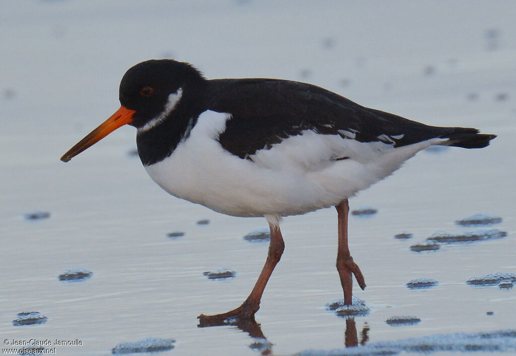 Eurasian Oystercatcher, feeding habits, Behaviour