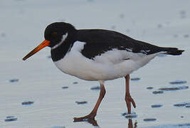 Eurasian Oystercatcher