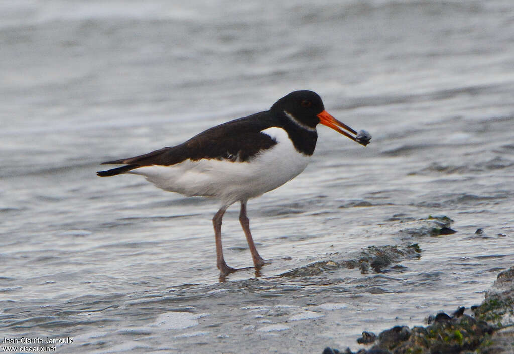 Eurasian Oystercatcheradult, feeding habits