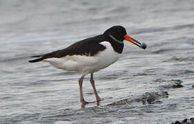 Eurasian Oystercatcher