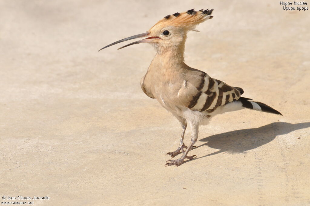 Eurasian Hoopoe