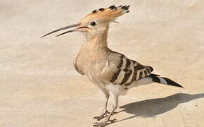 Eurasian Hoopoe