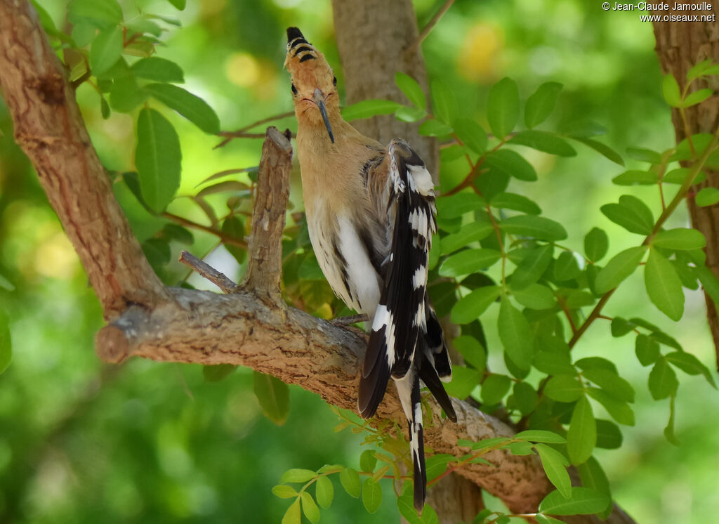 Eurasian Hoopoe