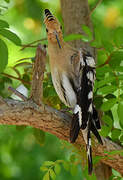 Eurasian Hoopoe