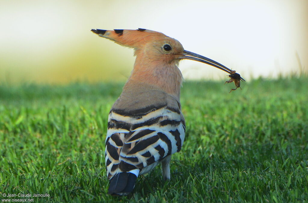 Eurasian Hoopoe, feeding habits