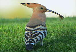 Eurasian Hoopoe