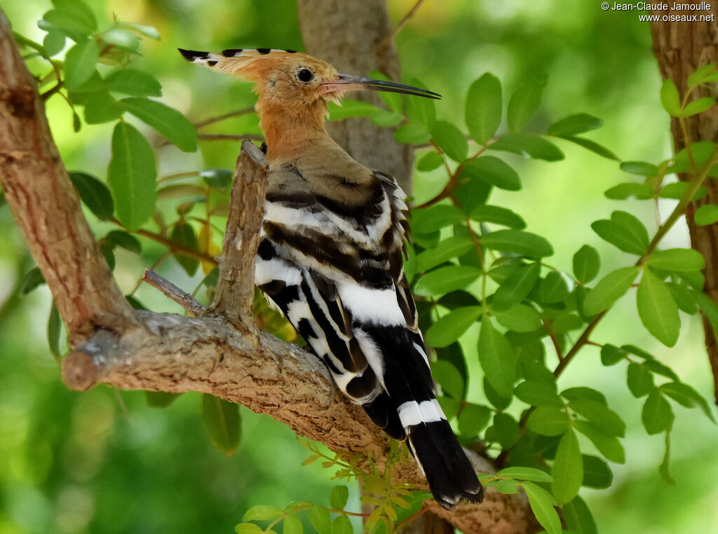 Eurasian Hoopoe