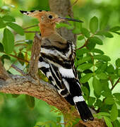 Eurasian Hoopoe