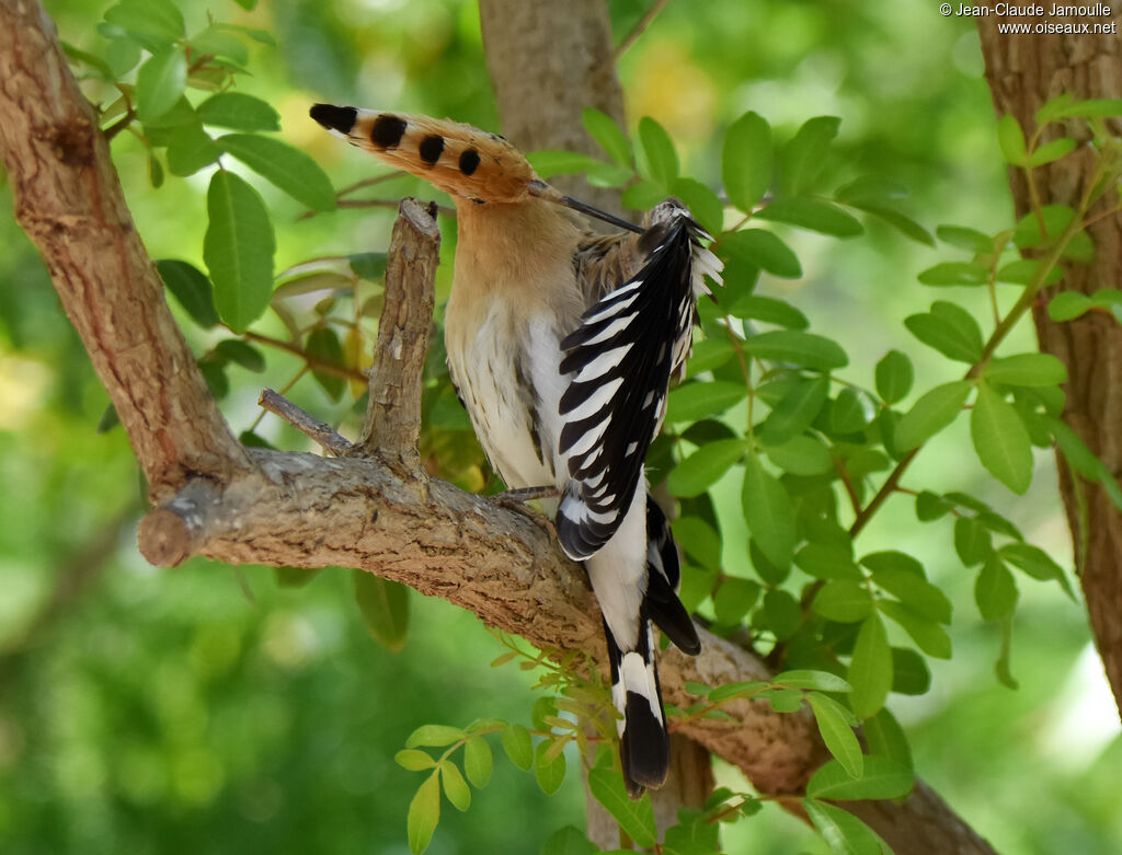 Eurasian Hoopoe