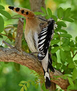 Eurasian Hoopoe