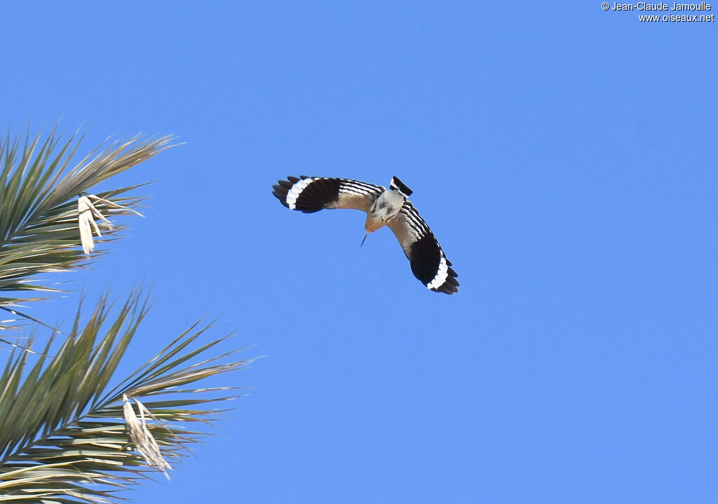 Eurasian Hoopoe