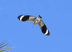 Eurasian Hoopoe