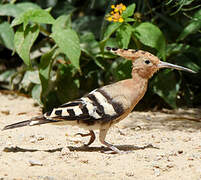 Eurasian Hoopoe