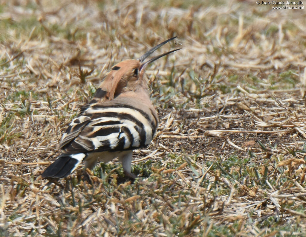 Eurasian Hoopoe, feeding habits