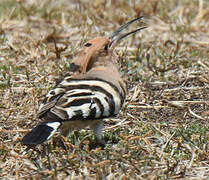 Eurasian Hoopoe