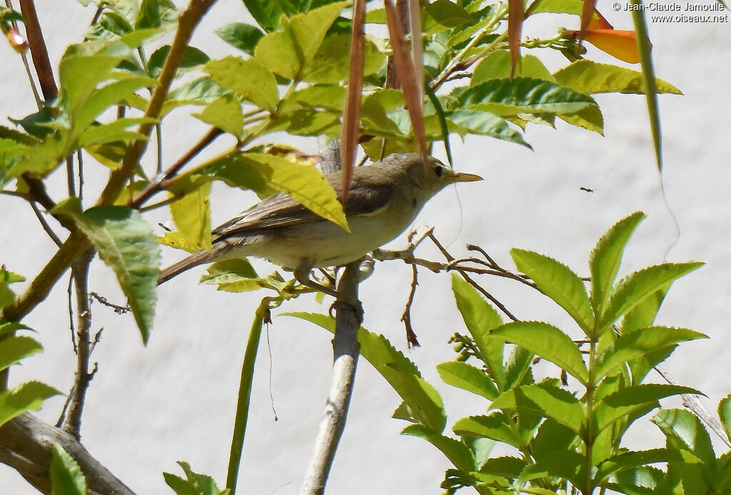 Western Olivaceous Warbler