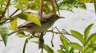 Western Olivaceous Warbler