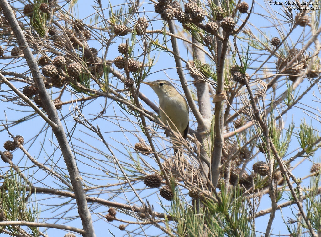 Western Olivaceous Warbler