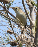 Western Olivaceous Warbler