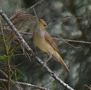 Western Olivaceous Warbler