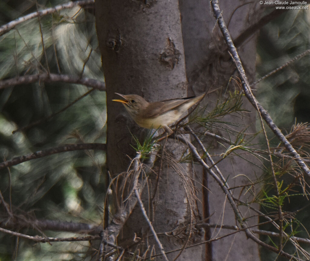 Western Olivaceous Warbleradult