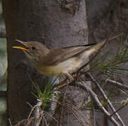 Western Olivaceous Warbler