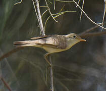 Western Olivaceous Warbler