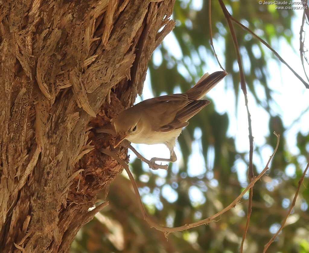 Western Olivaceous Warbler