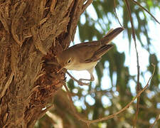 Western Olivaceous Warbler