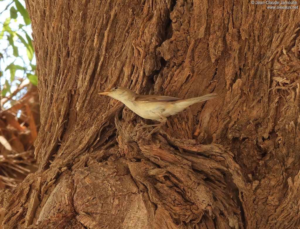 Western Olivaceous Warbler