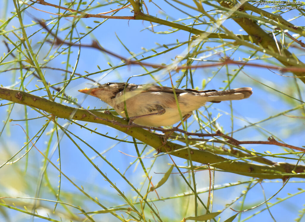 Western Olivaceous Warbler