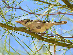 Western Olivaceous Warbler