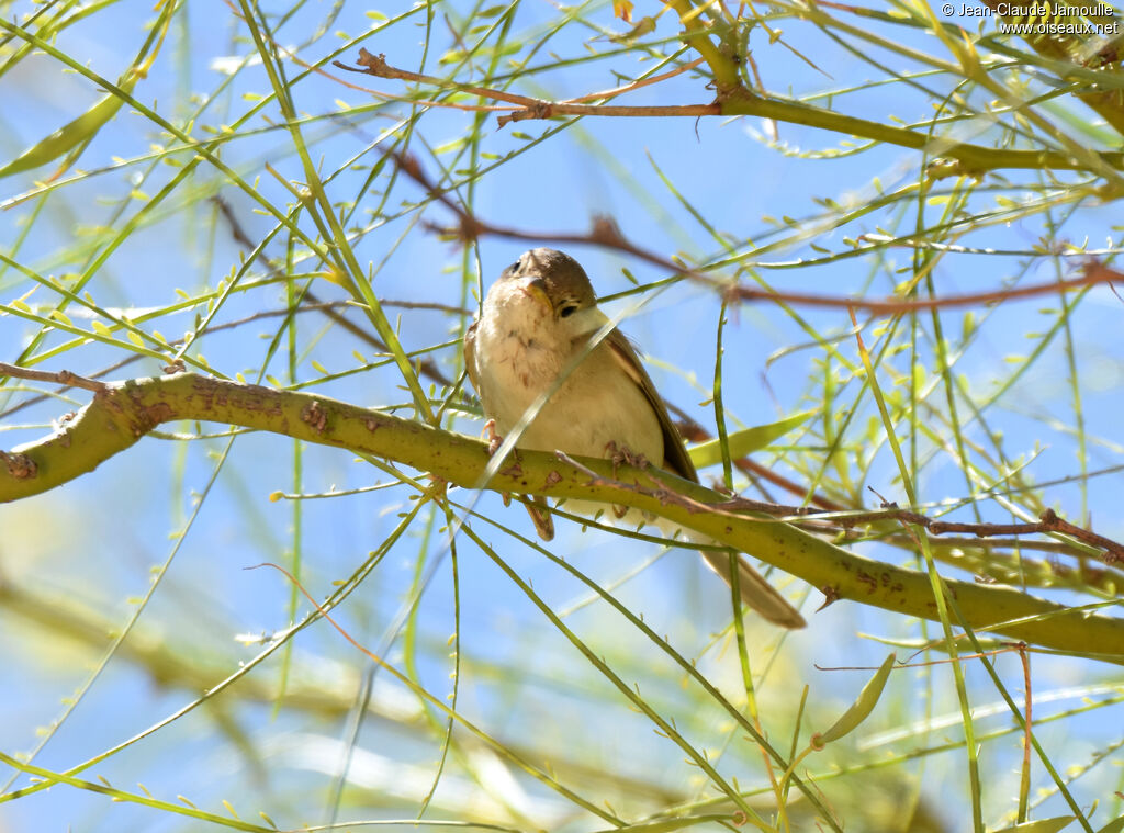 Western Olivaceous Warbler