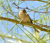 Western Olivaceous Warbler