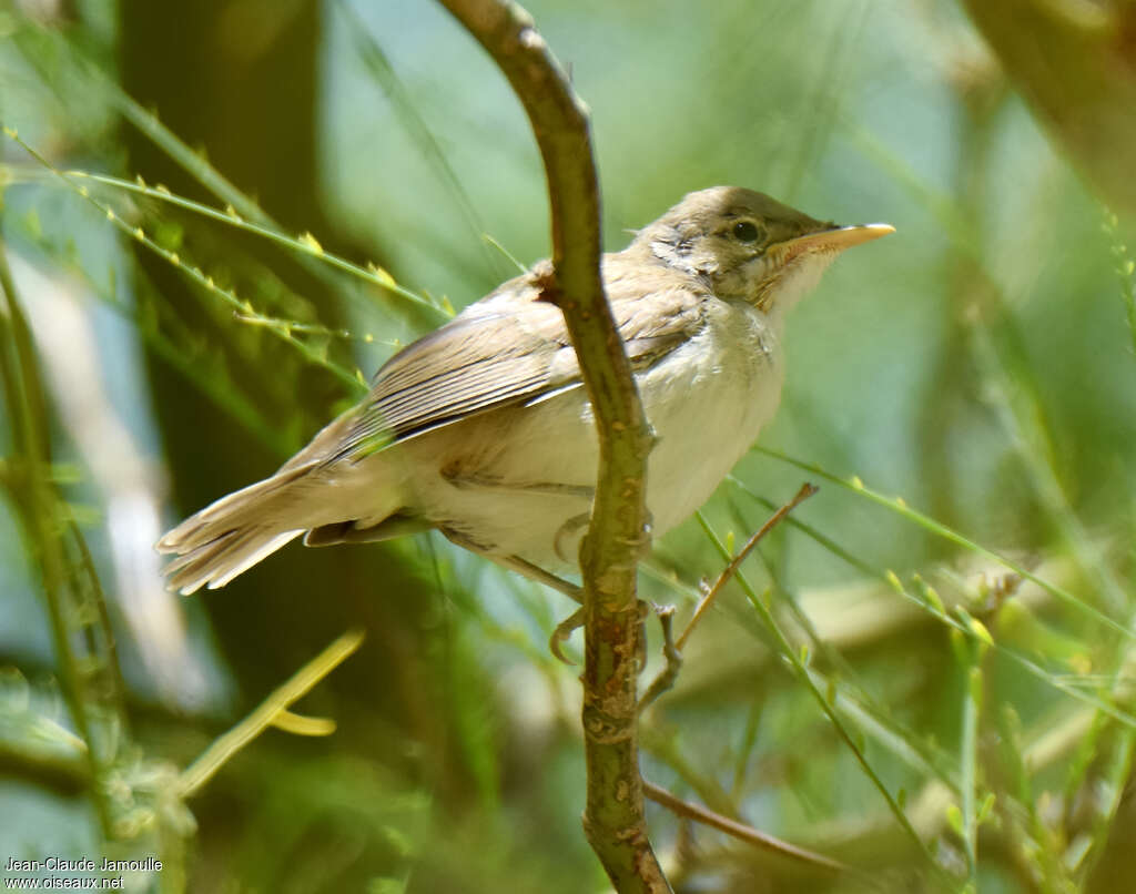 Hypolaïs obscurejuvénile, identification